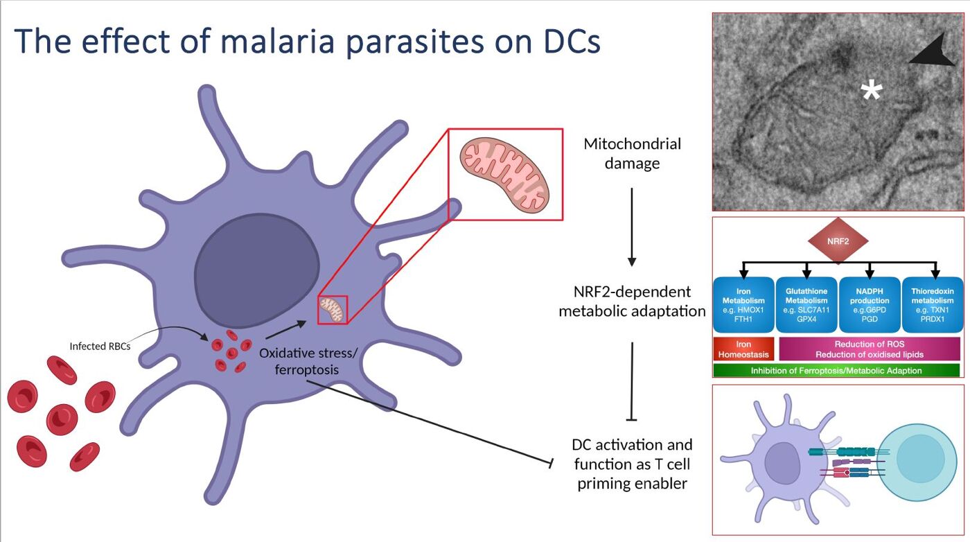 Diagram of virus spread